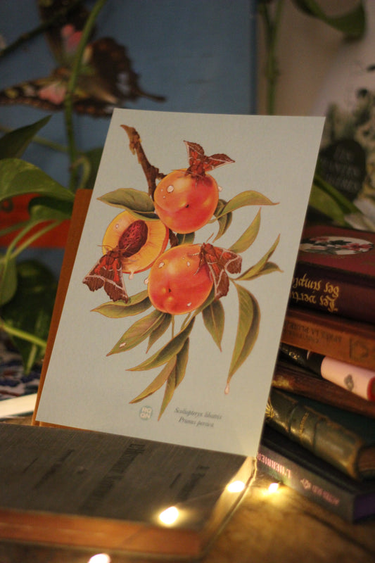 ⚘ Pêches - A5 ⚘