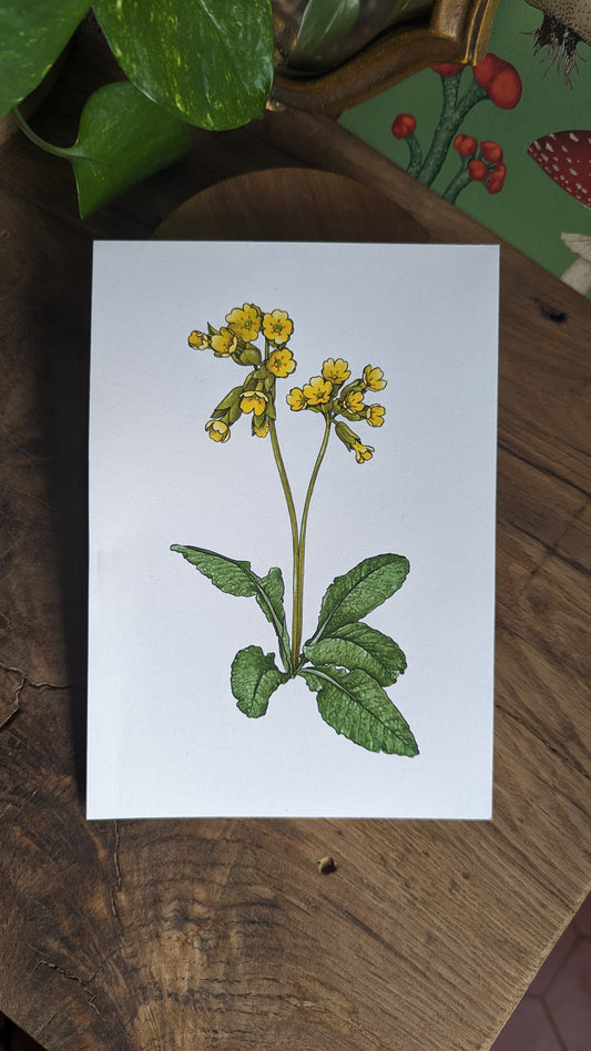 ❀ Primevères - A5 ❀
